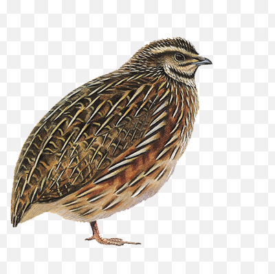 Quail (Kadai)